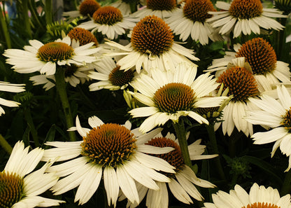 Echinacea purpurea 'PowWow White'
