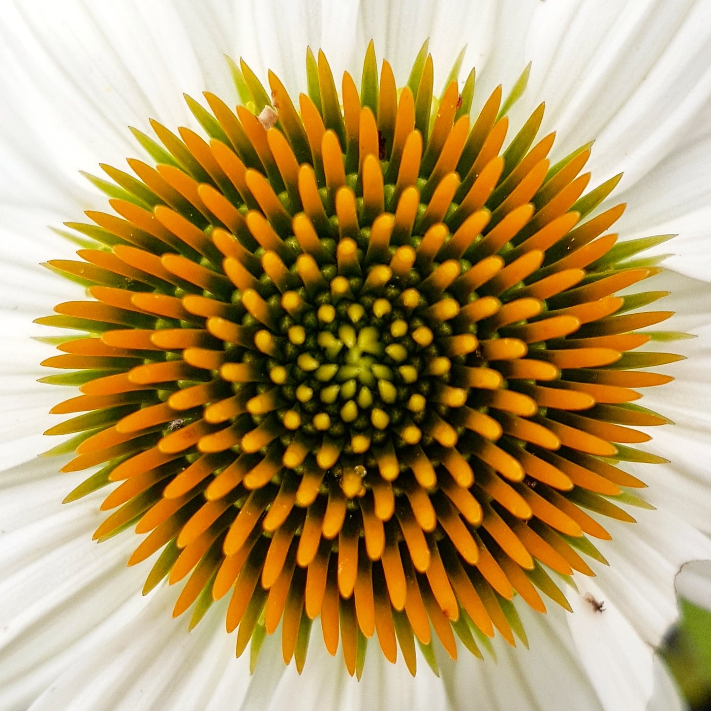 Echinacea purpurea 'PowWow White'