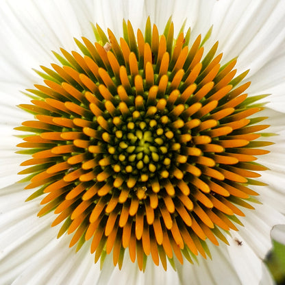 Echinacea purpurea 'PowWow White'