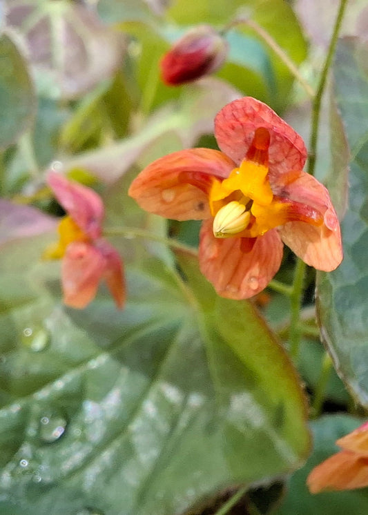Epimedium x warleyense 'Orange Queen' ('Orangekonigin')