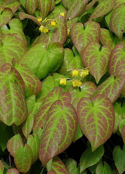 Epimedium x versicolor 'Sulphureum'