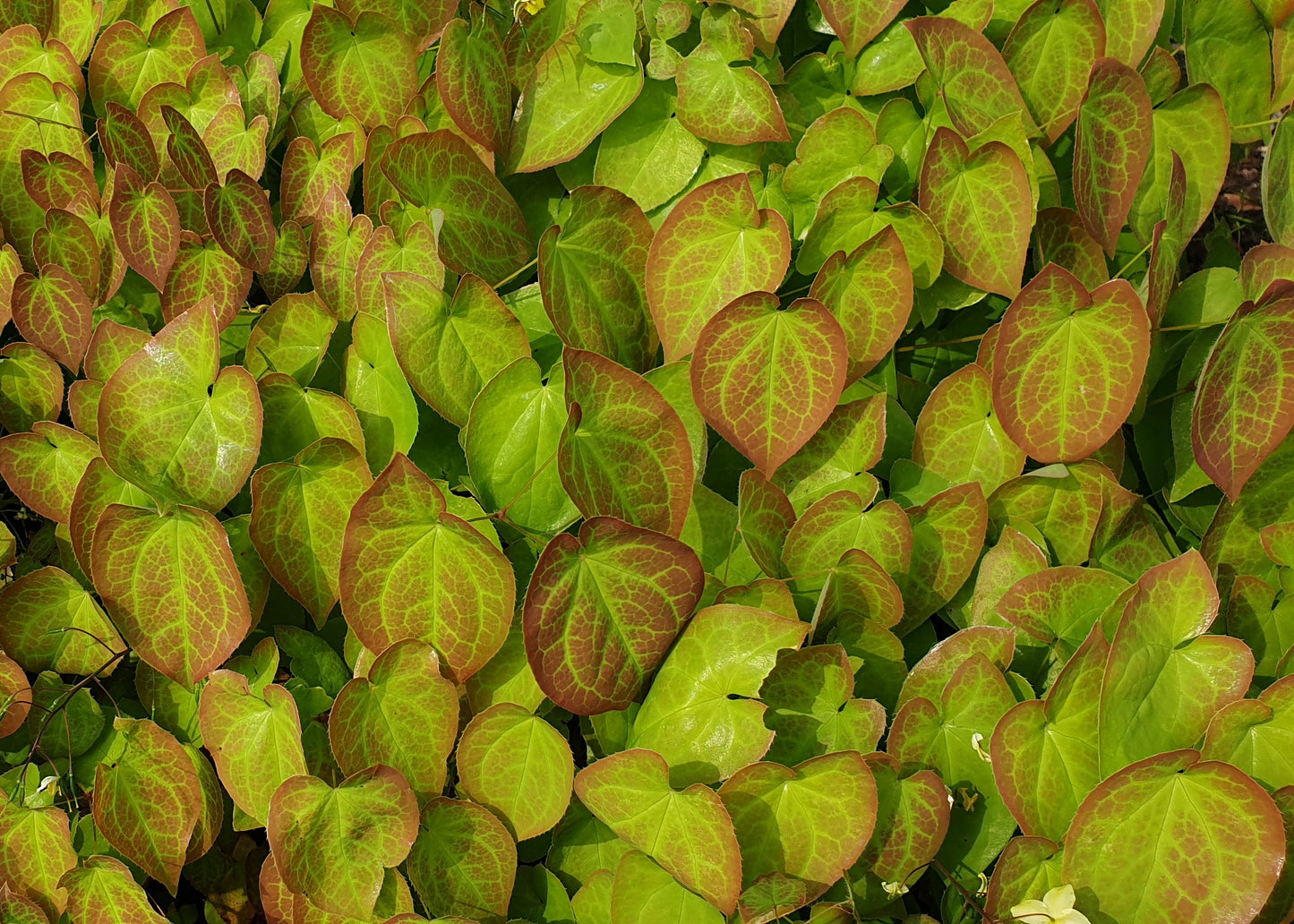 Epimedium x versicolor 'Sulphureum'