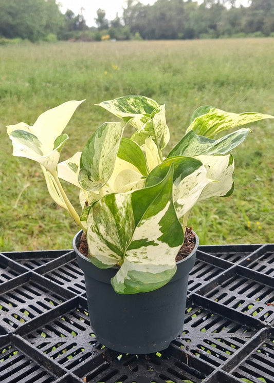 Epipremnum pinnatum 'Happy Leaf'