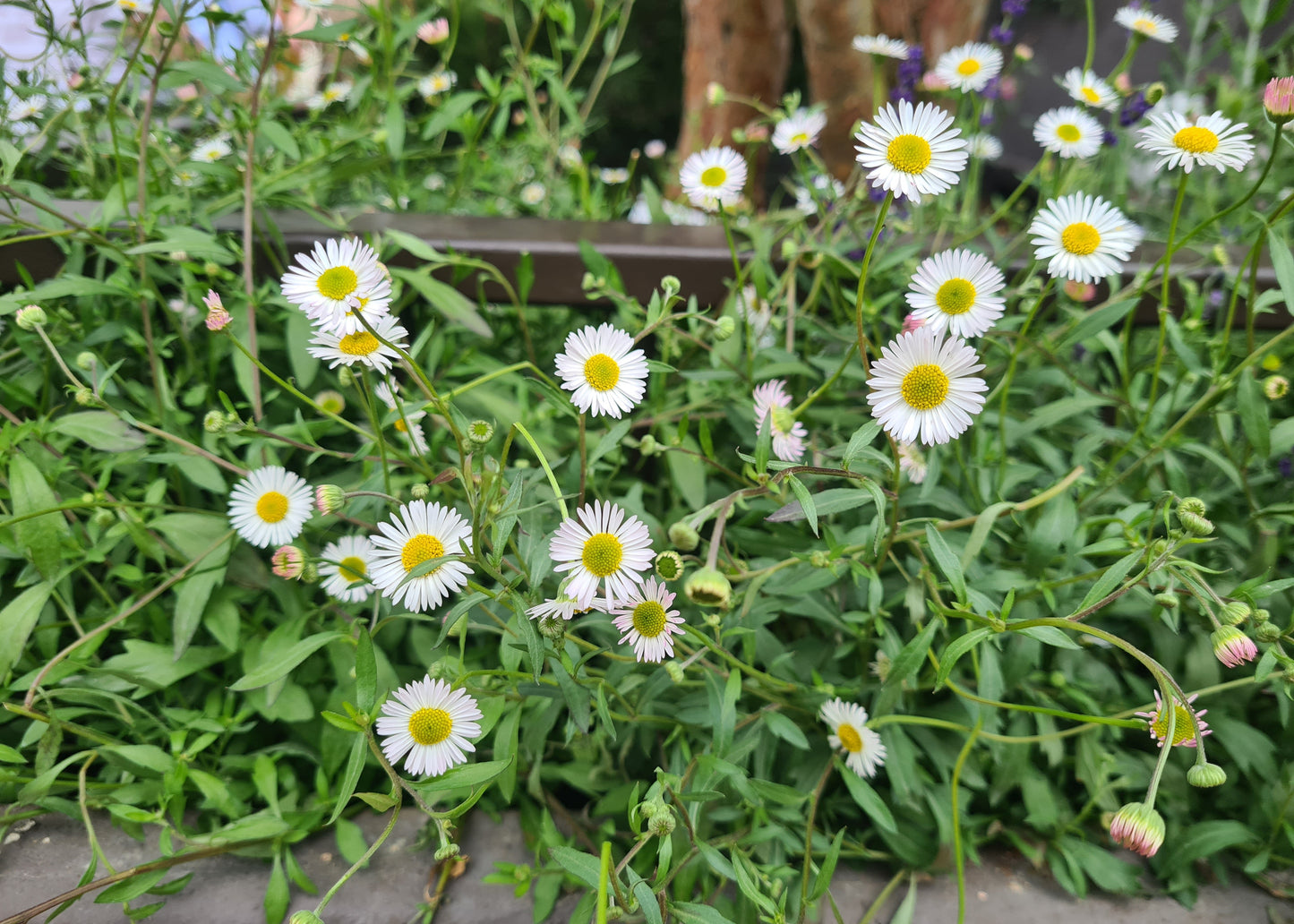 Erigeron karvinskianus / Mexican Fleabane