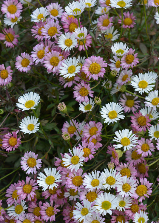 Erigeron karvinskianus / Mexican Fleabane