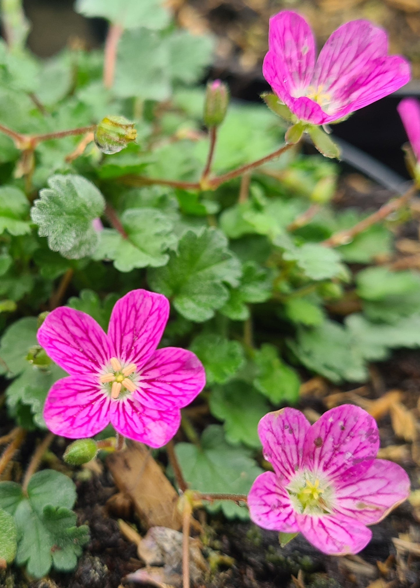 Erodium x variabile 'Bishop's Form'