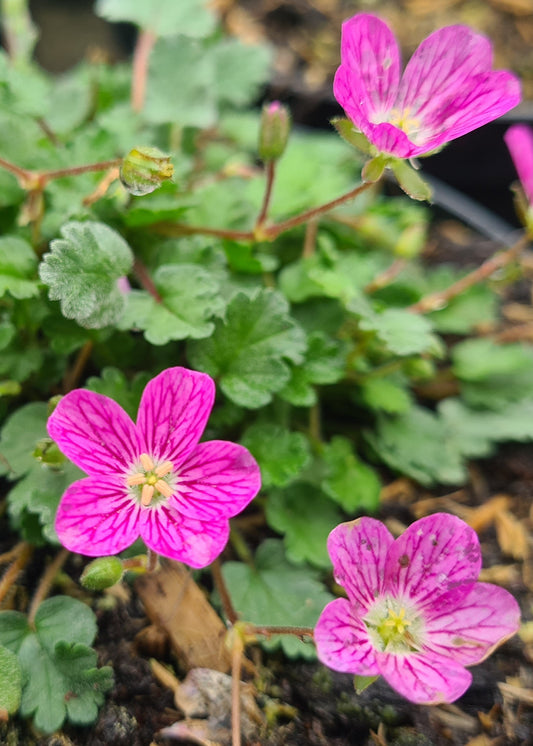 Erodium x variabile 'Bishop's Form'