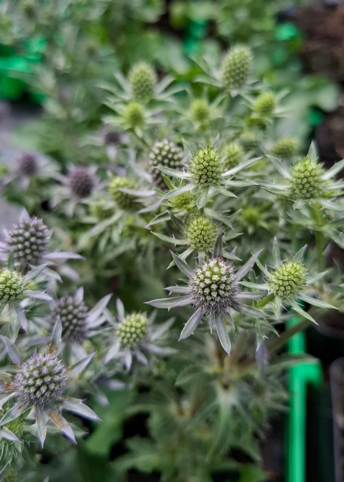 Eryngium planum 'Blue Hobbit'