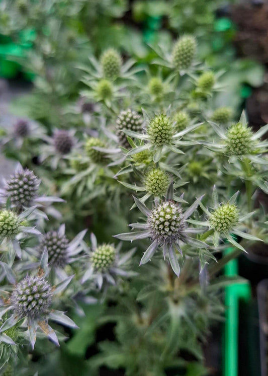 Eryngium planum 'Blue Hobbit'