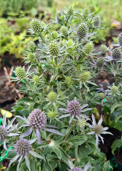 Eryngium planum 'Blue Hobbit'