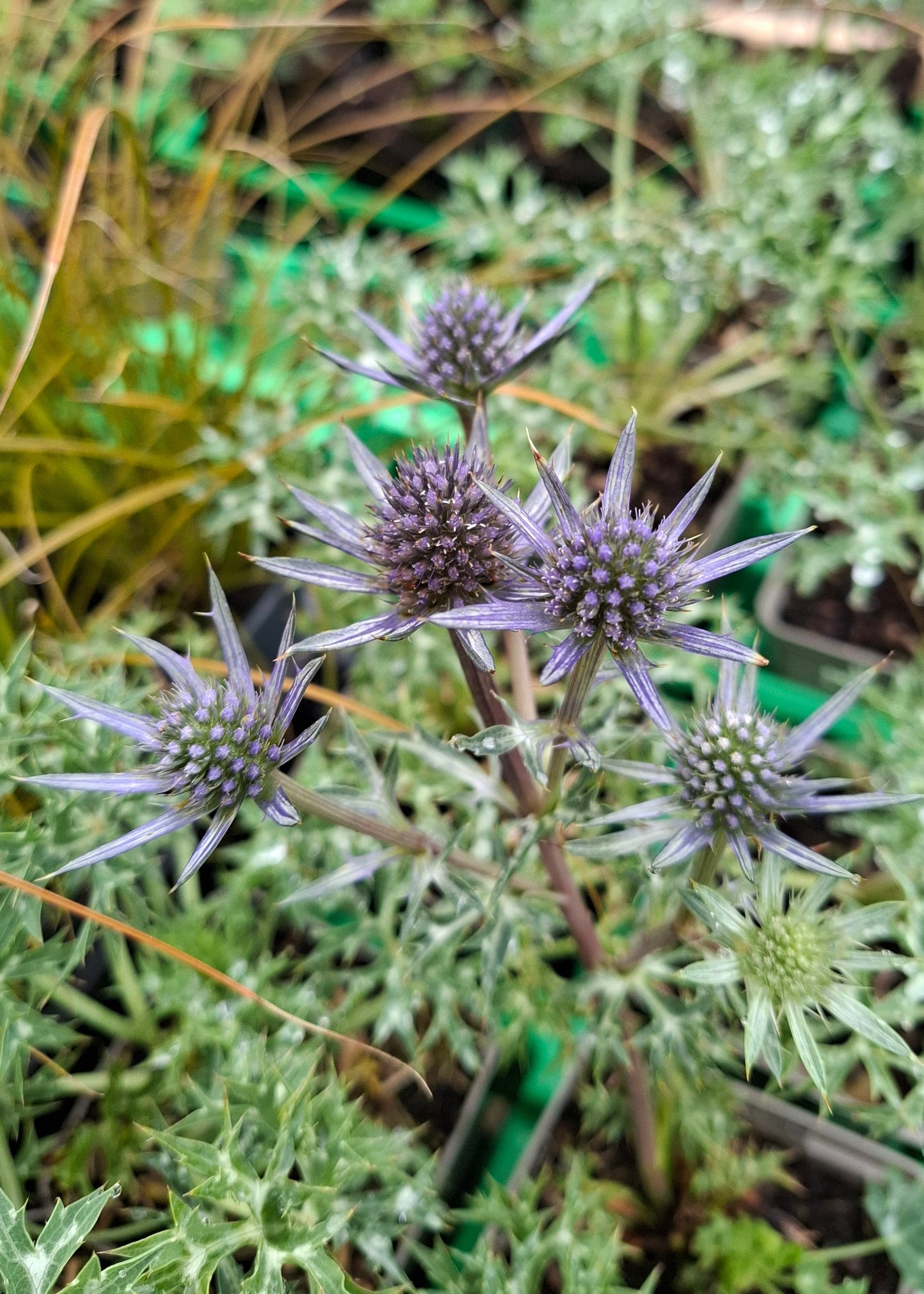 Eryngium bourgatii 'Picos Amethyst'