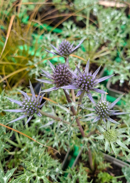 Eryngium bourgatii 'Picos Amethyst'