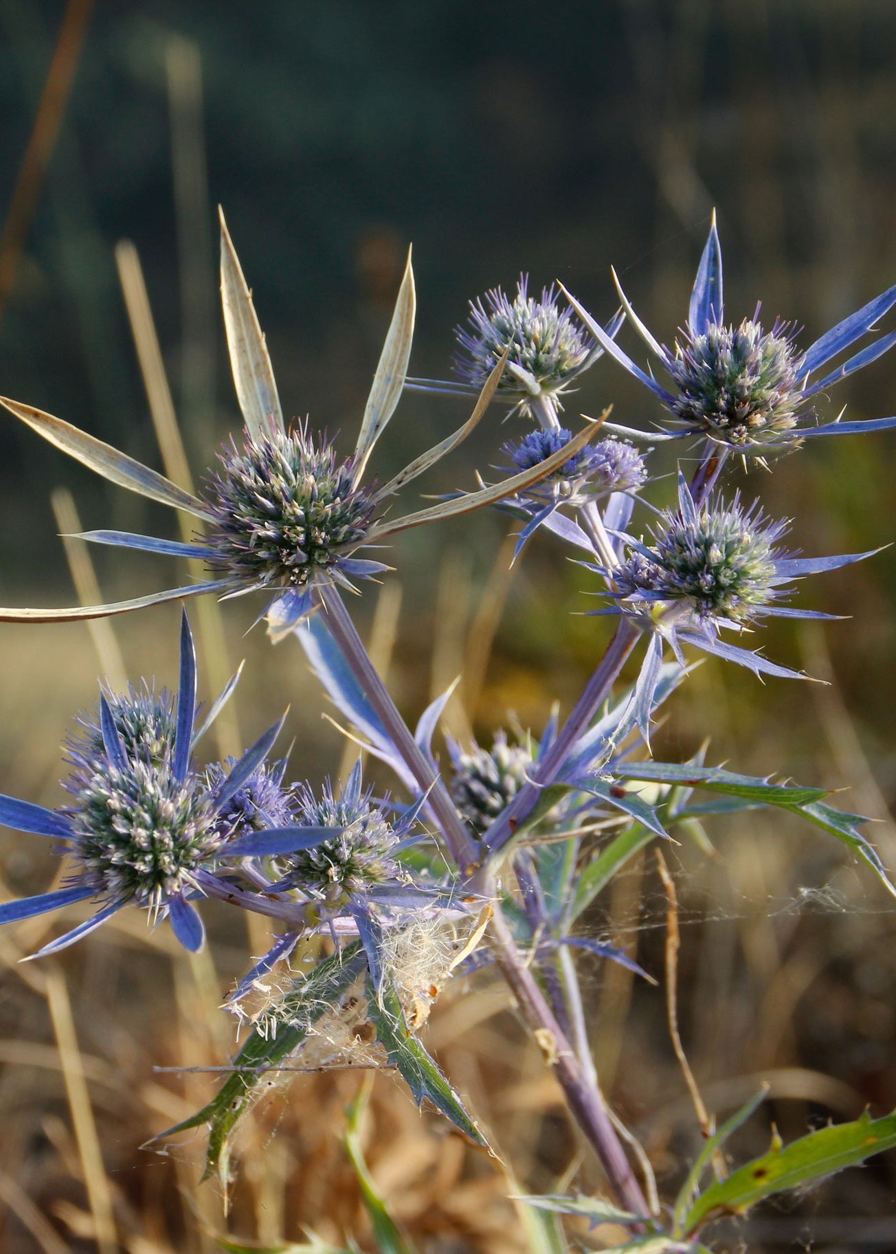 Eryngium bourgatii 'Picos Amethyst'