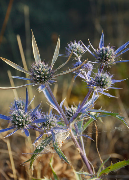 Eryngium bourgatii 'Picos Amethyst'