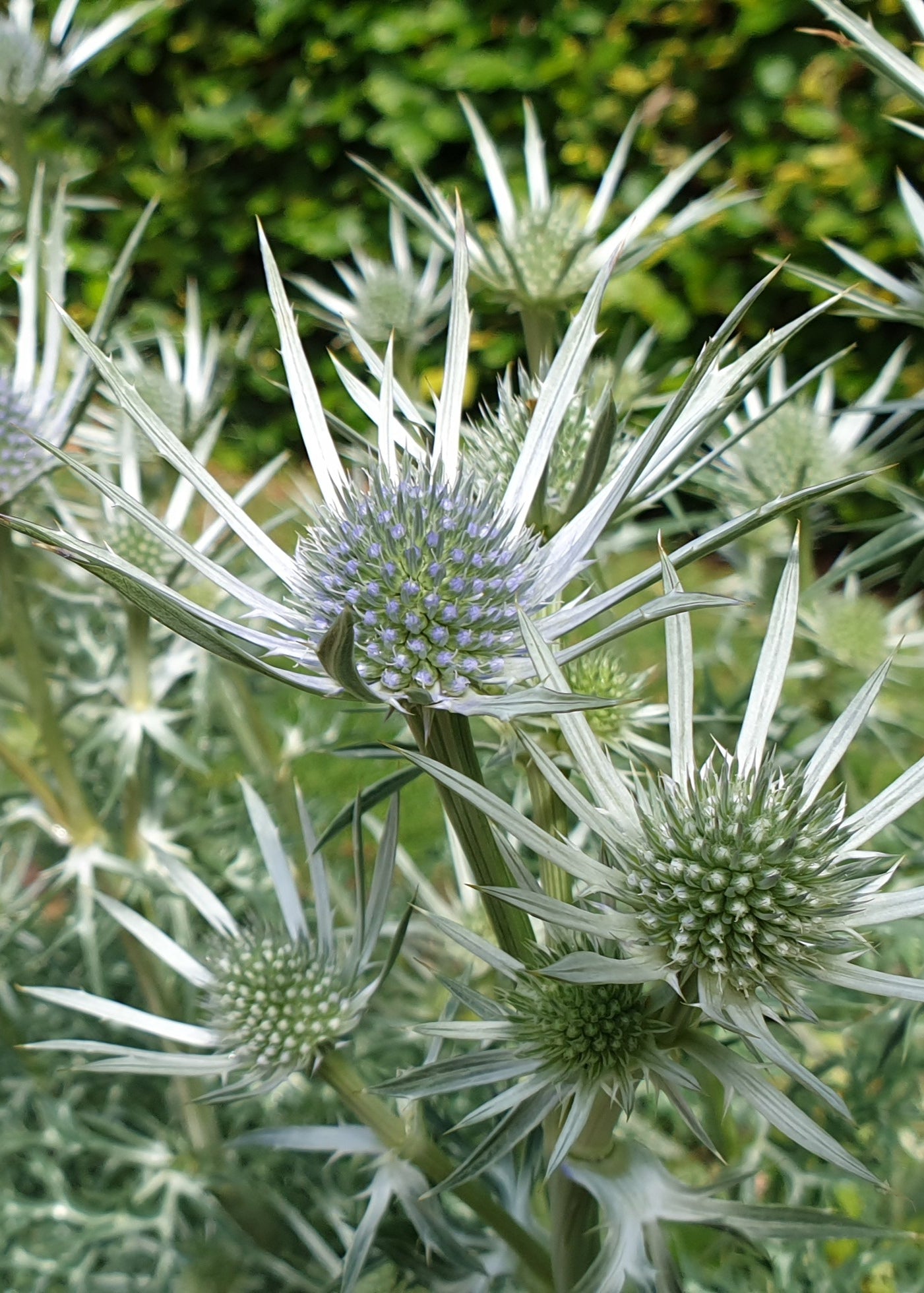 Eryngium bourgatii