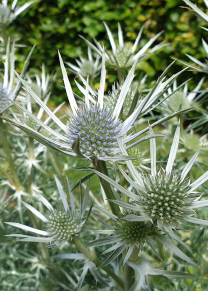 Eryngium bourgatii