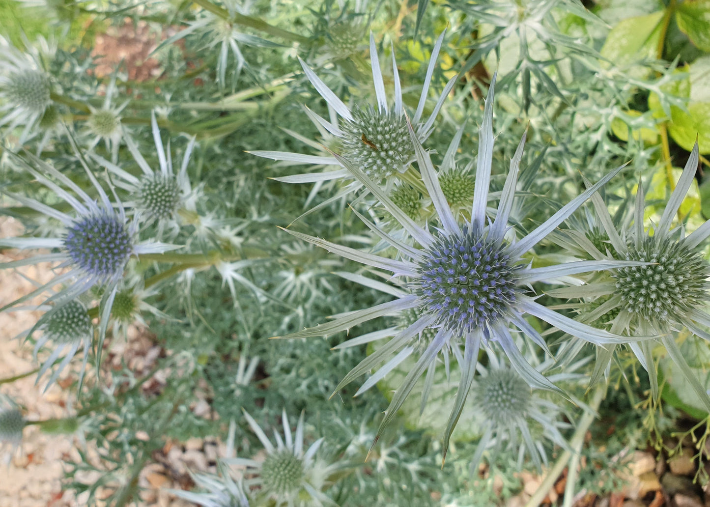Eryngium bourgatii