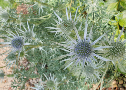 Eryngium bourgatii