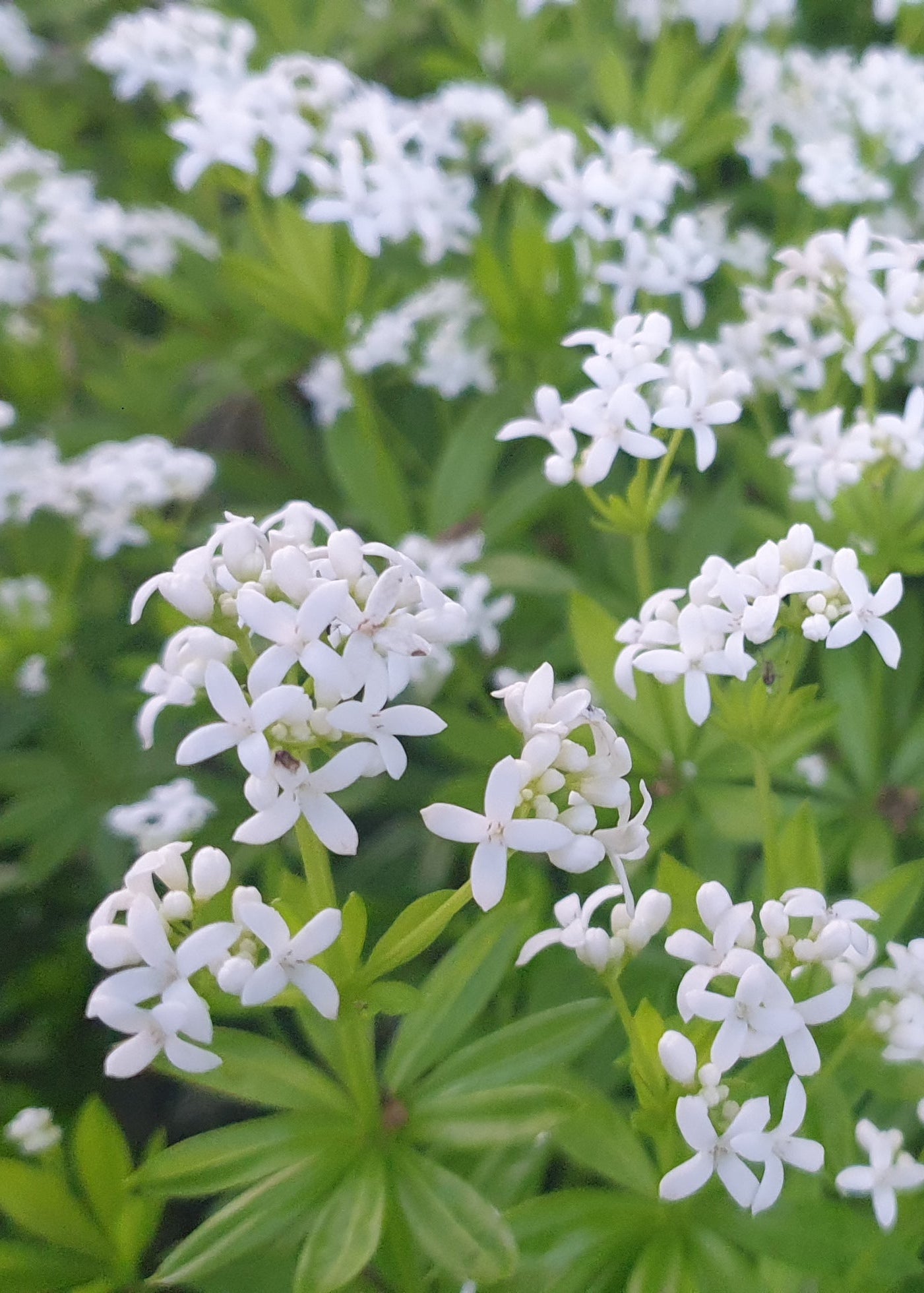 Galium odoratum / Sweet Woodruff