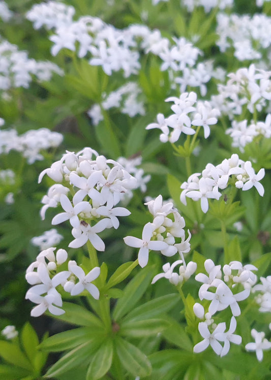 Galium odoratum / Sweet Woodruff