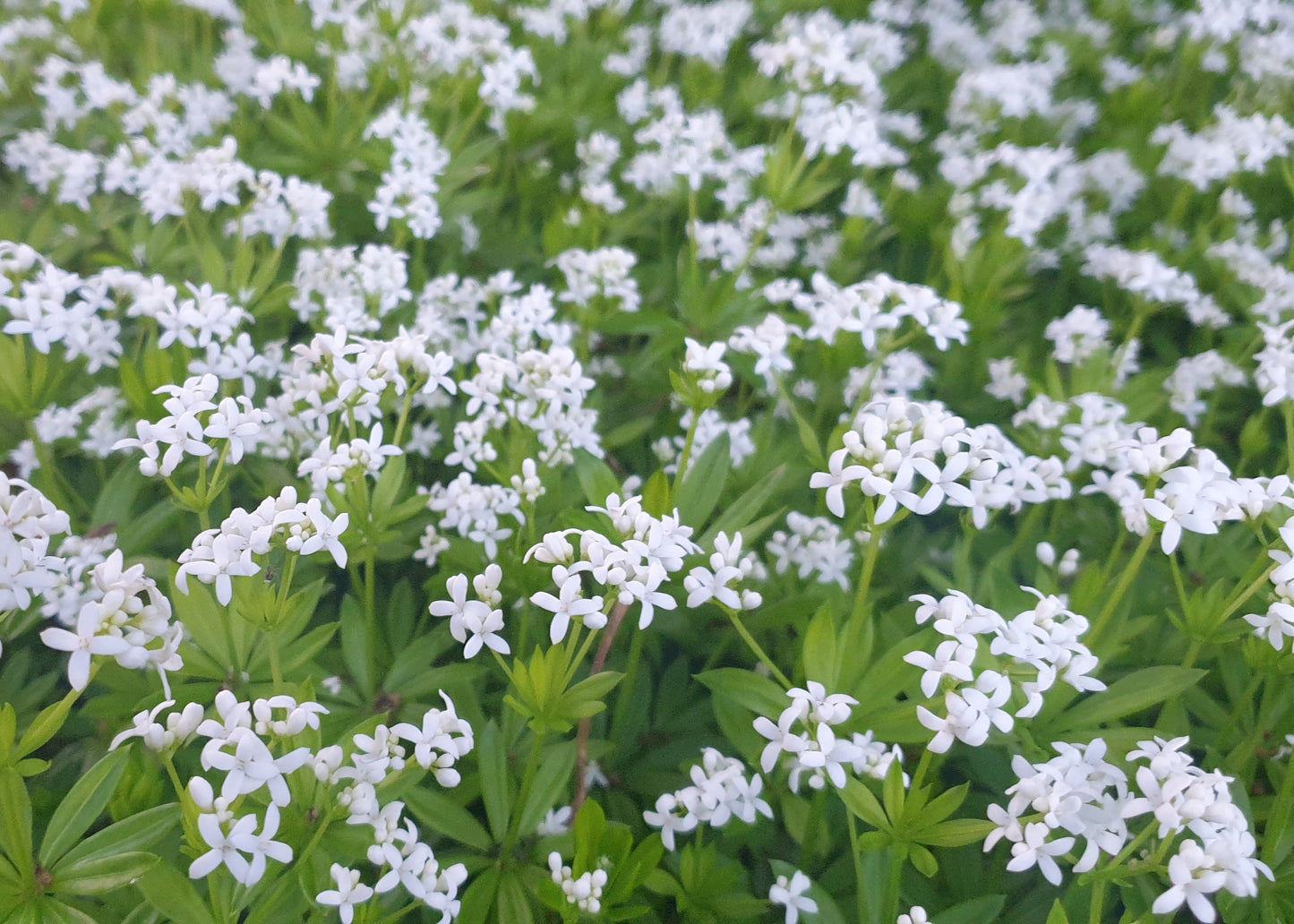 Galium odoratum / Sweet Woodruff