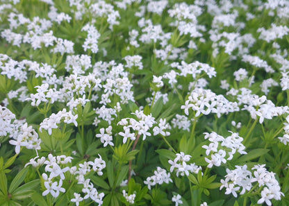 Galium odoratum / Sweet Woodruff