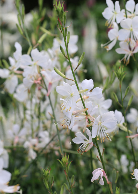 Gaura lindheimeri 'Snowbird'