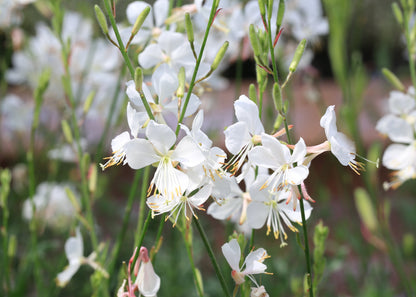 Gaura lindheimeri 'Snowbird'
