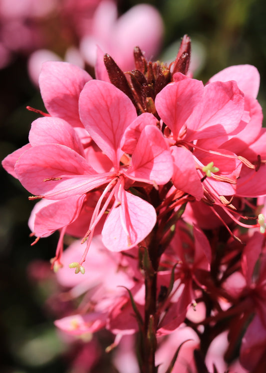Gaura lindheimeri 'Tutti Frutti'