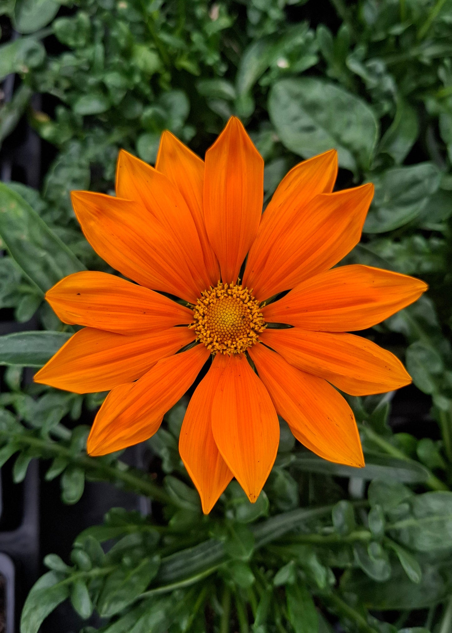 Gazania 'Daybreak Bright Orange'