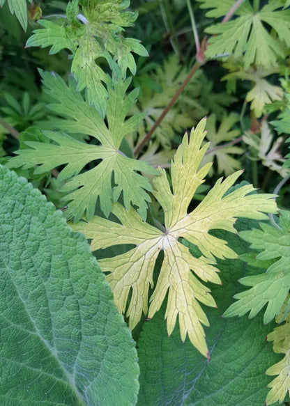 Geranium 'Blue Sunrise'