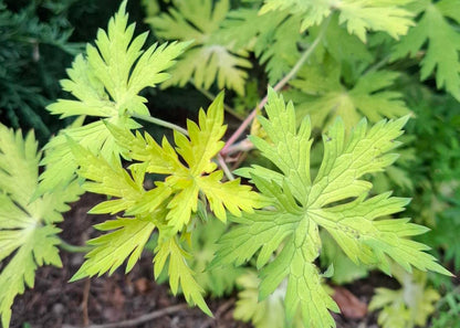 Geranium 'Blue Sunrise'