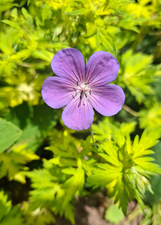 Geranium 'Blue Sunrise'