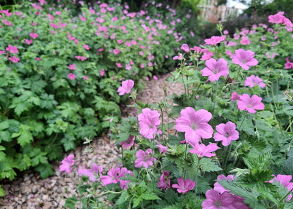 Geranium x oxonianum 'Claridge Druce'