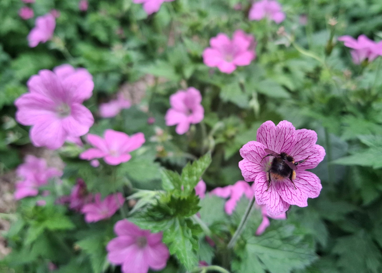 Geranium x oxonianum 'Claridge Druce'