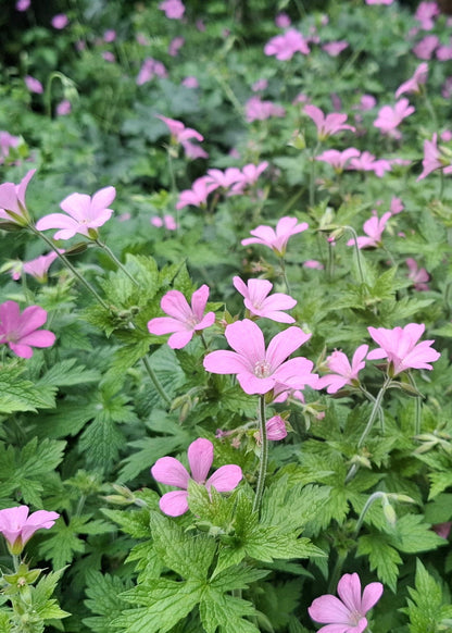 Geranium x oxonianum 'Claridge Druce'