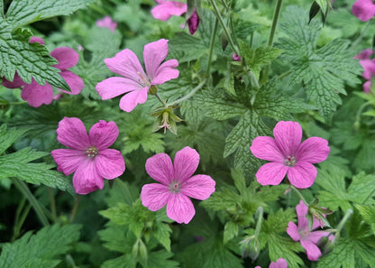 Geranium x oxonianum 'Claridge Druce'