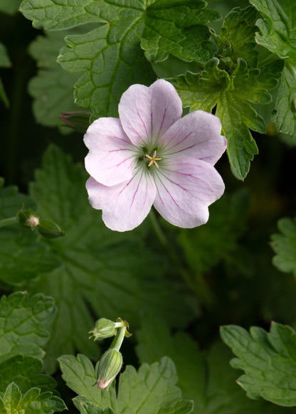 Geranium 'Dreamland'
