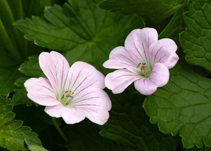 Geranium 'Dreamland'