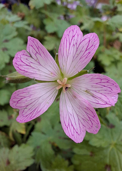 Geranium x oxonianum 'Hollywood'