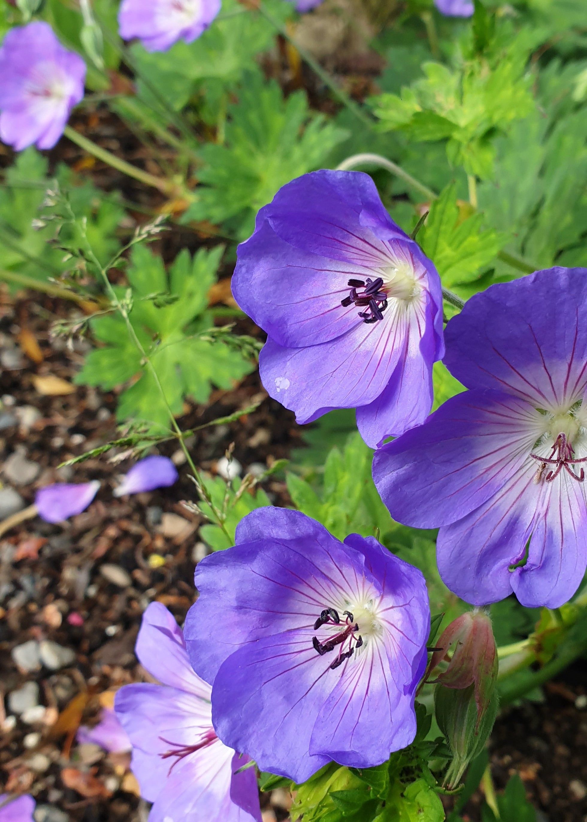 Geranium 'Rozanne' – Smarty Plants Nursery
