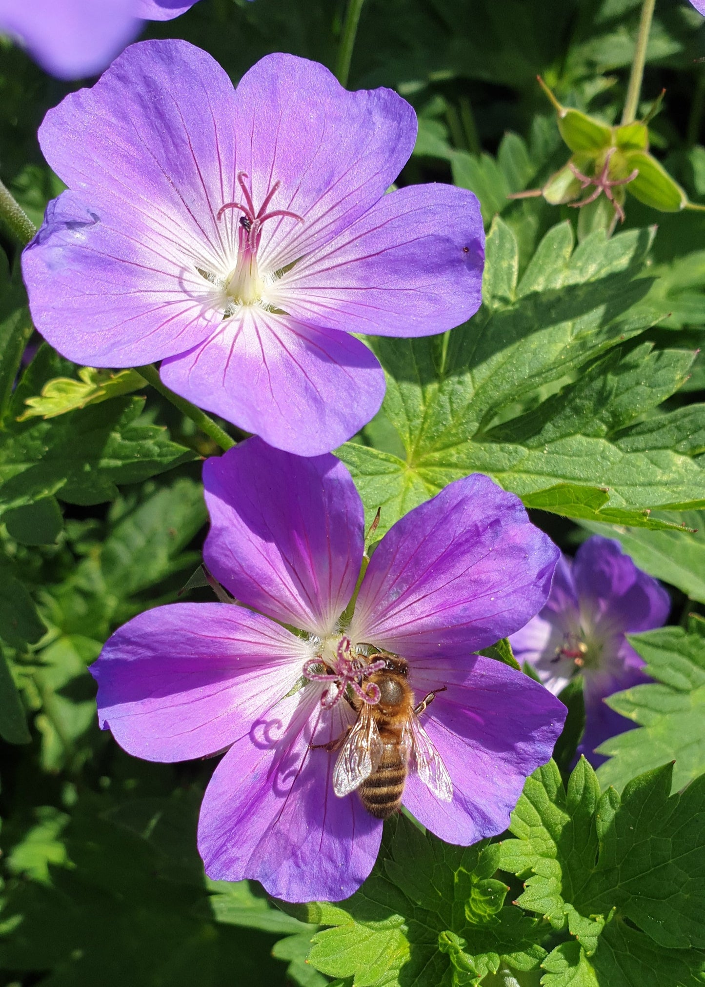 Geranium 'Rozanne'