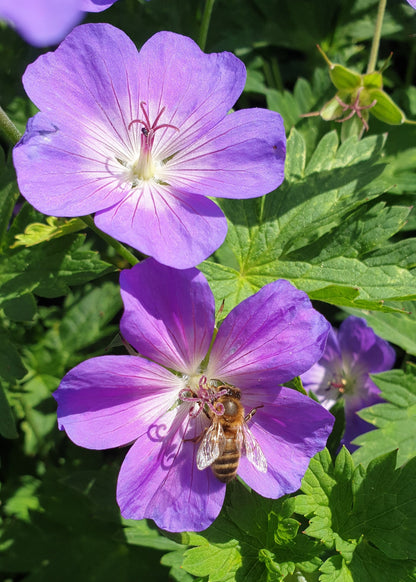 Geranium 'Rozanne'