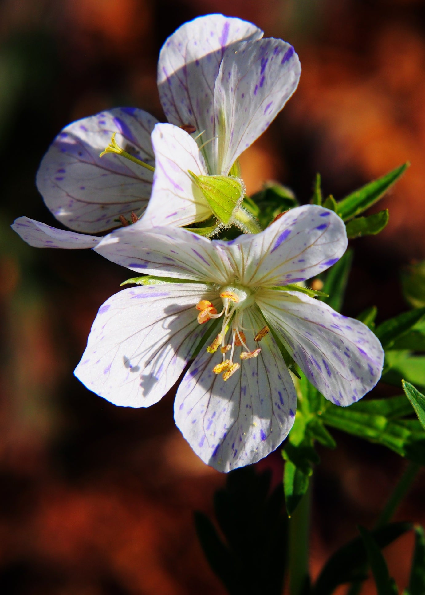 Geranium pratense 'Splish Splash'