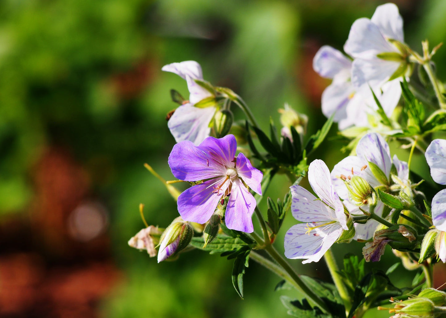 Geranium pratense 'Splish Splash'