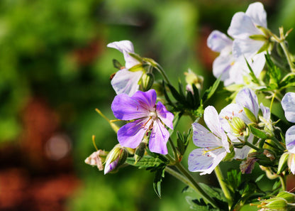 Geranium pratense 'Splish Splash'