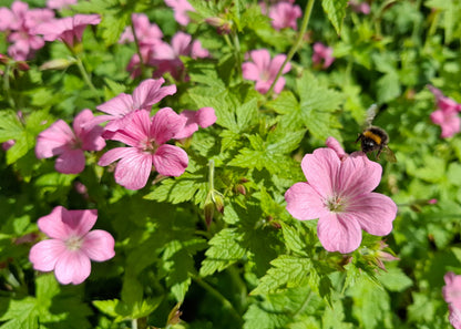 Geranium x oxonianum 'Wargrave Pink'
