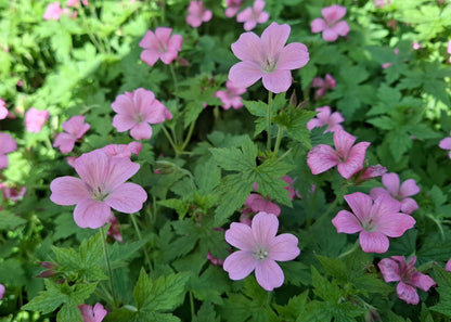 Geranium x oxonianum 'Wargrave Pink'