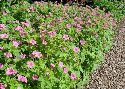 Geranium x oxonianum 'Wargrave Pink'