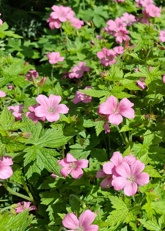 Geranium x oxonianum 'Wargrave Pink'